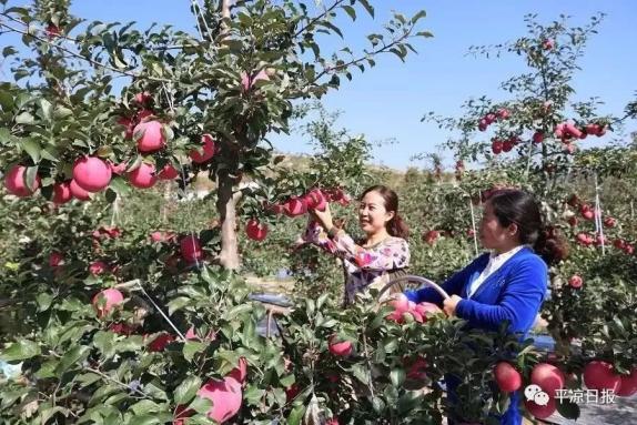 甘肅靈臺(tái)縣：蘋(píng)果紅了，果農(nóng)的錢袋子鼓了